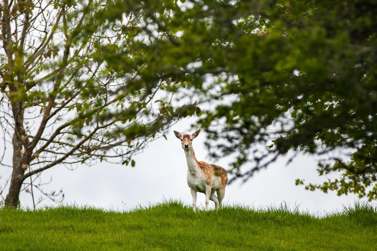 Clover Downs Homestead Rotorua Luaran gambar